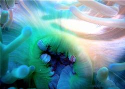 Mouth of Sea Anemone. Beqa, Fiji. 2005. Sea&Sea DX8000. B... by Leigh Chapman 